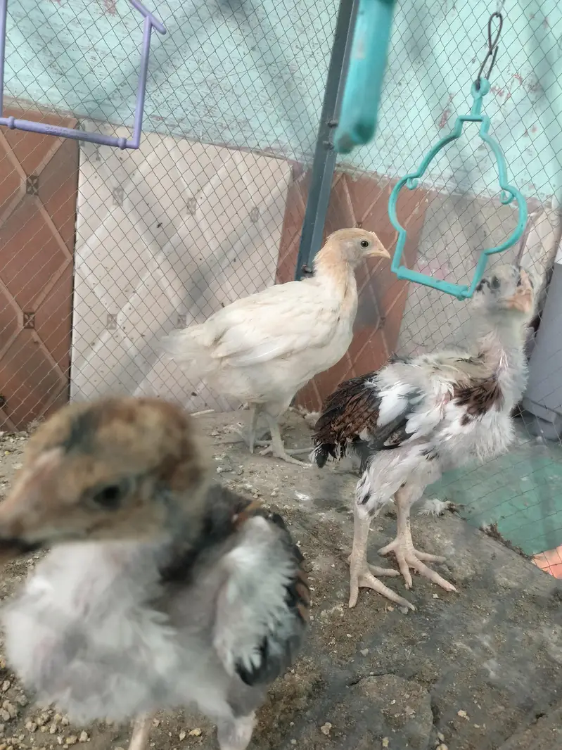 5 Chicks For Sale — photo 2