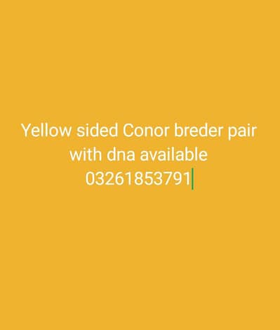 breeder pair yellow sided Conor with DNA