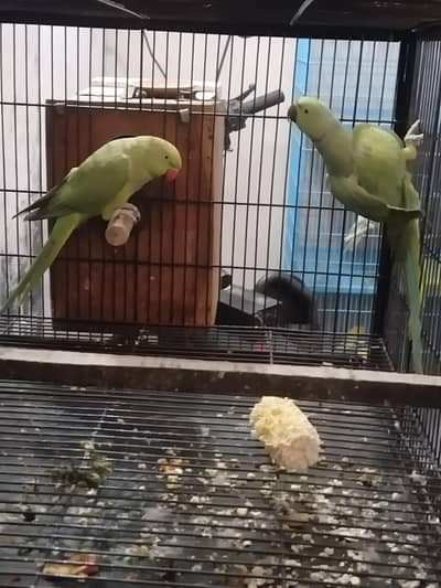 PAIR FOR SALE