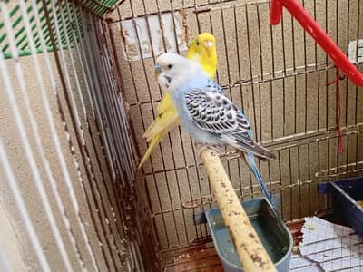 Australian parrots full young