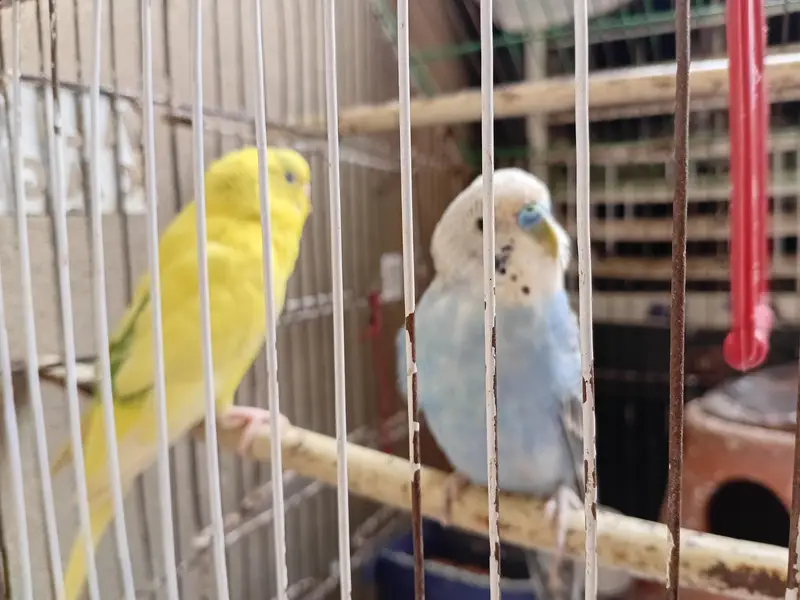 Australian parrots full young — photo 2