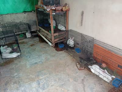 Complete Rabbit Setup with 7 Rabbits & 2 Cages