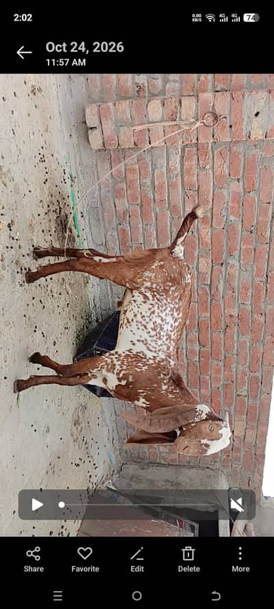 Makhi cheeni bakra fo sale whatsap 03061869144