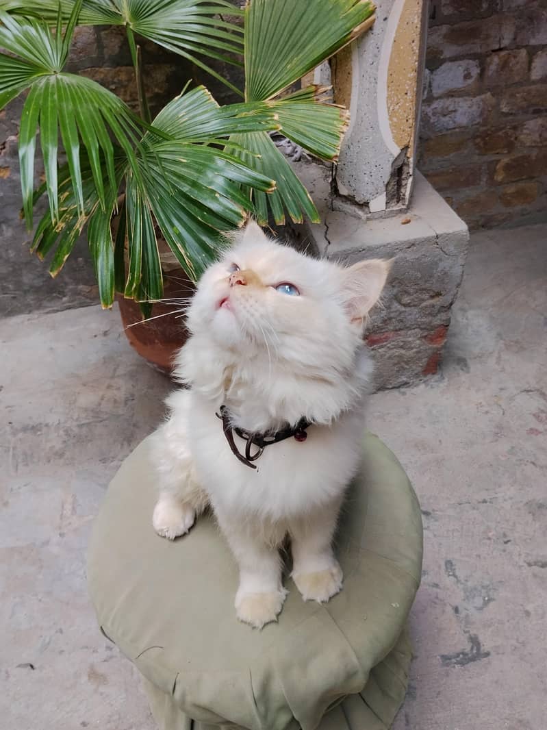 persian cat 0