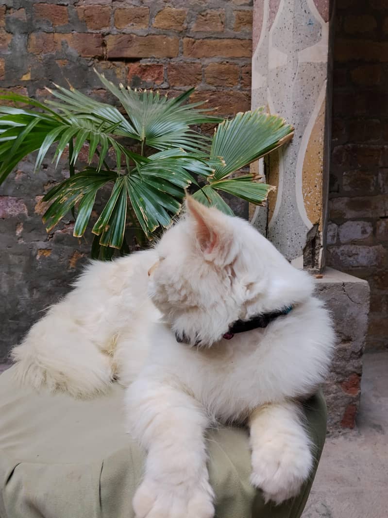 persian cat 1