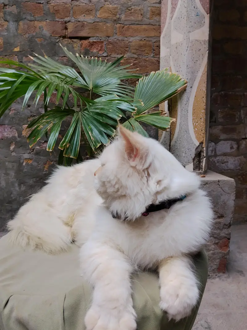 persian cat — photo 2