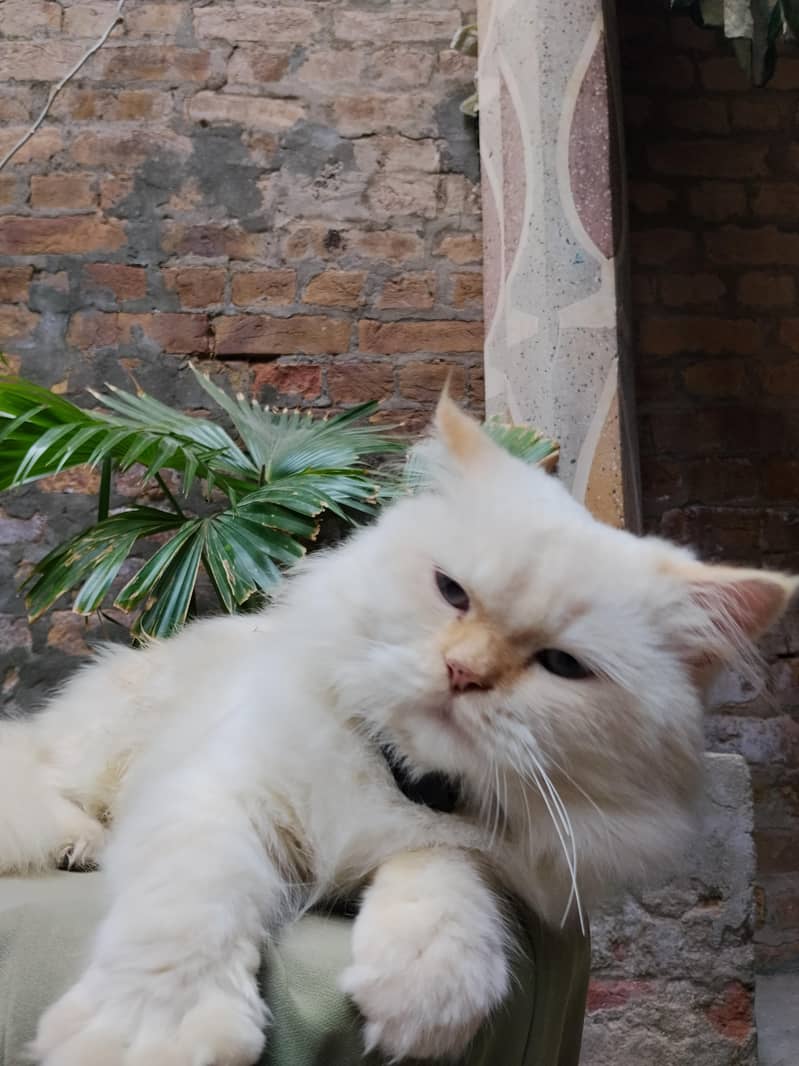 persian cat 2