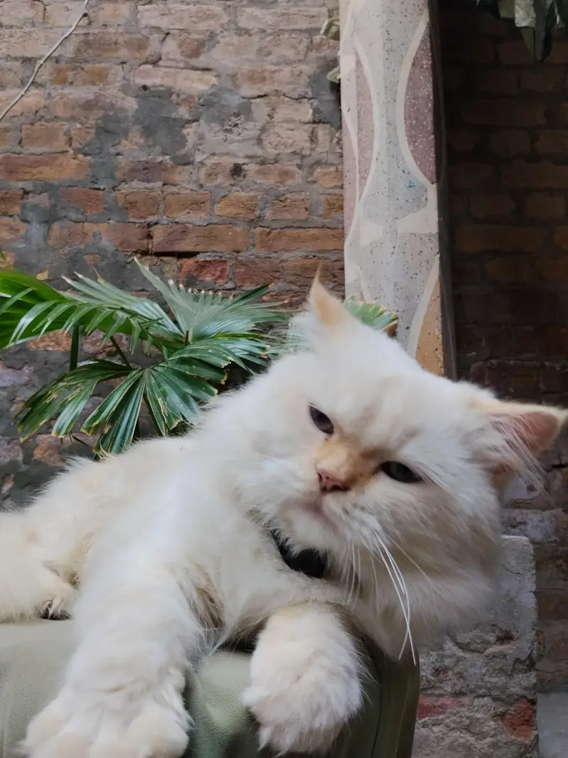 persian cat — photo 3