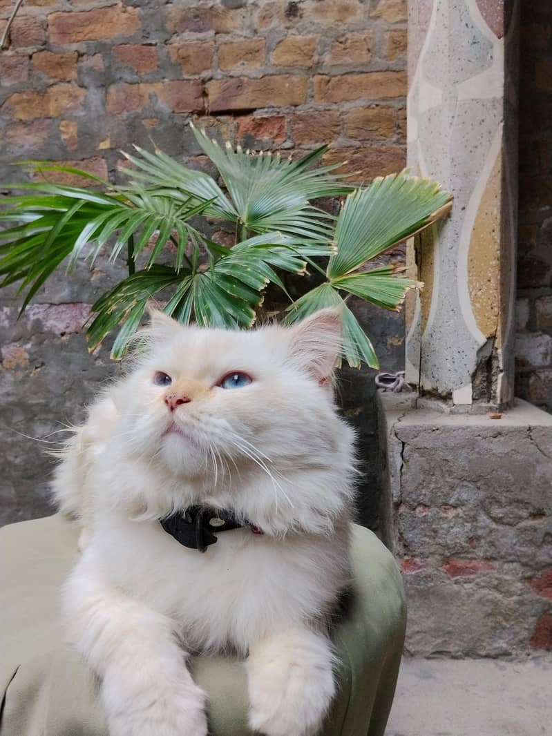 persian cat 3