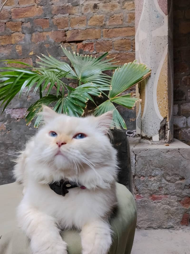 persian cat 4