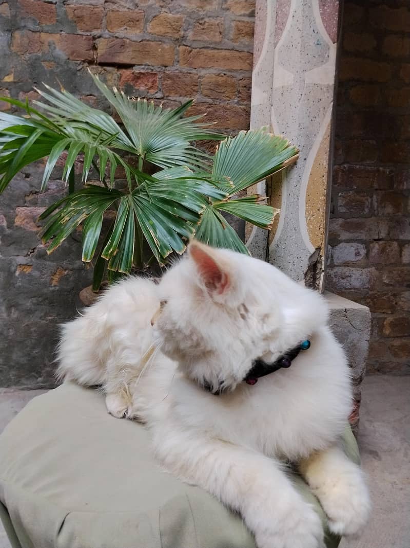persian cat 5