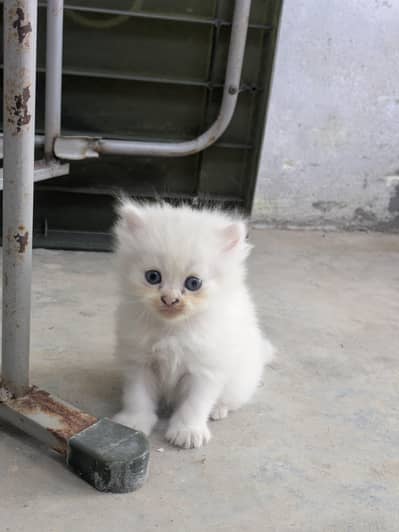 Persian kitten for sale