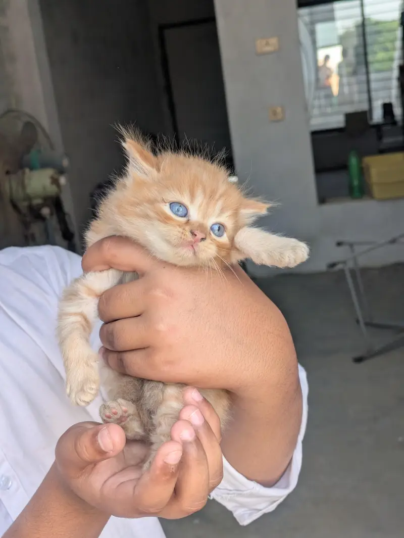 Persian kitten for sale — photo 2