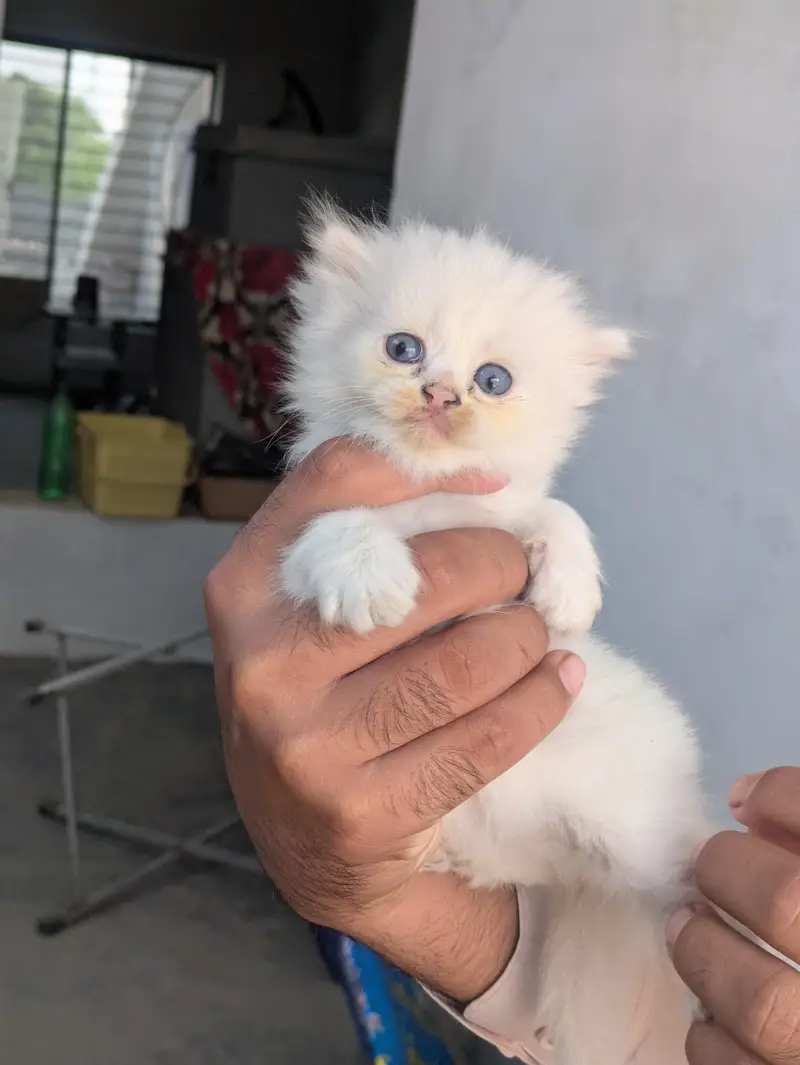 Persian kitten for sale — photo 3