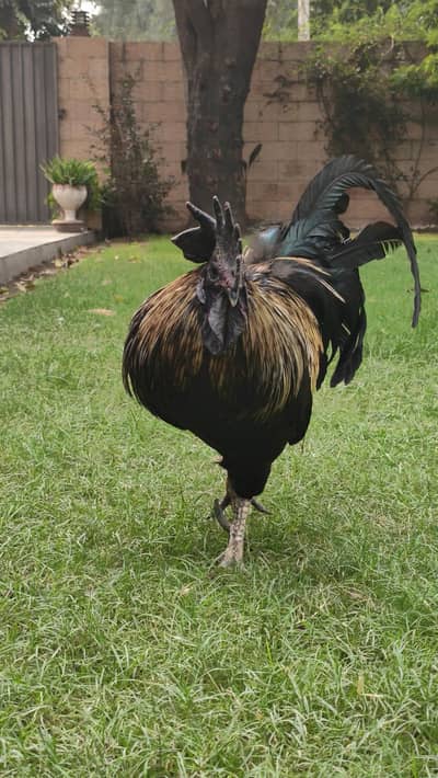 Ayam cemani cross golden laced