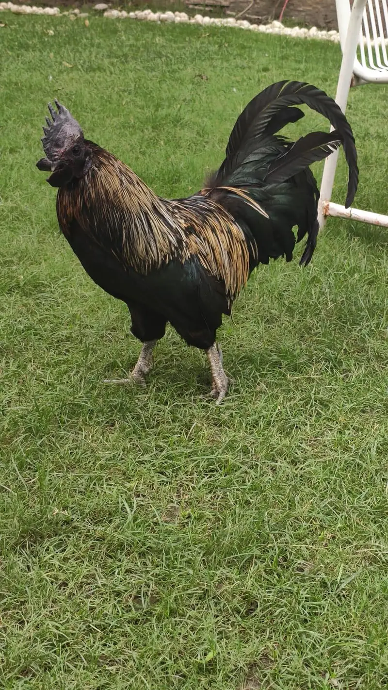 Ayam cemani cross golden laced — photo 2