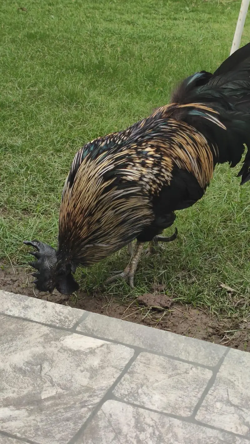 Ayam cemani cross golden laced — photo 3