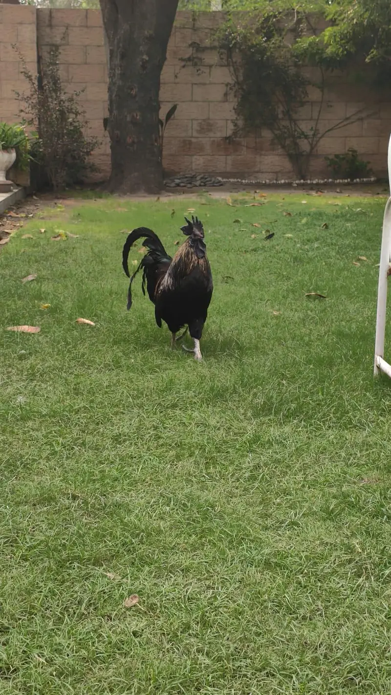 Ayam cemani cross golden laced — photo 4