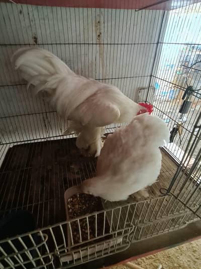 Top quality white Bentam pair