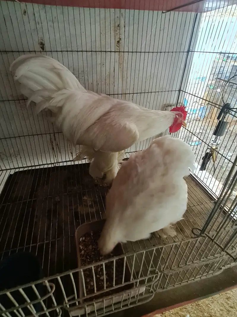 Top quality white Bentam pair — photo 2