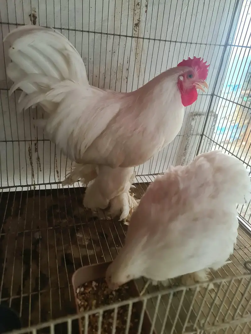 Top quality white Bentam pair — photo 3