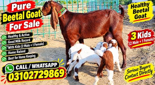 Desi Bakri 3 Bacchon Ka Sath Urgent  # O3O8I6I2776