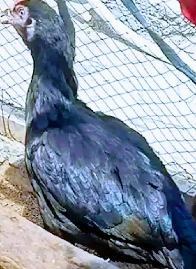aseel hen — photo 3