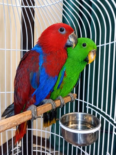 Vosmeri Eclectus Pair