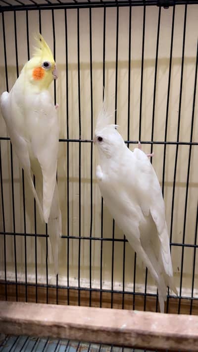 Cocktail pair nd 1 male