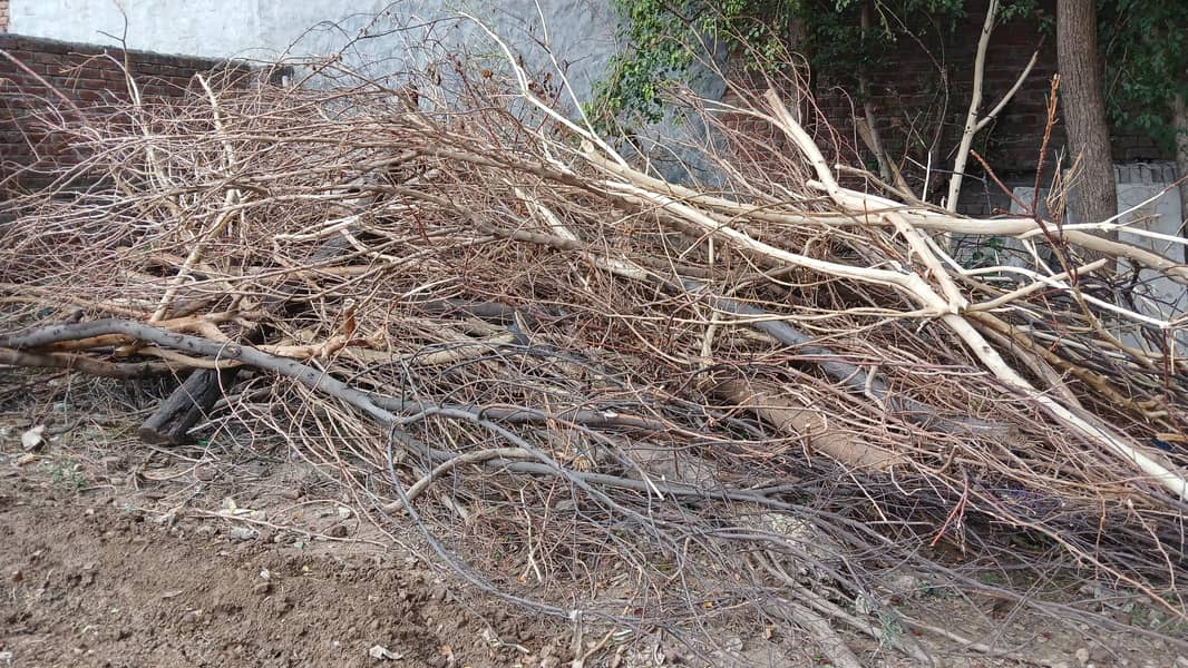 Firewood 1
