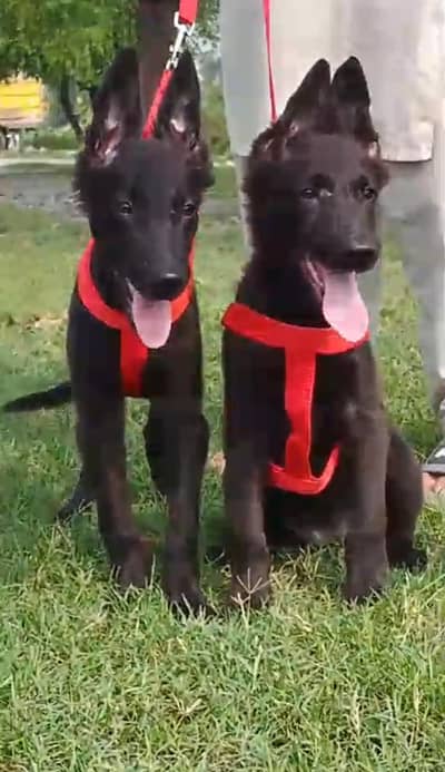 black shepherd puppies heavy bone full slant mein for sale