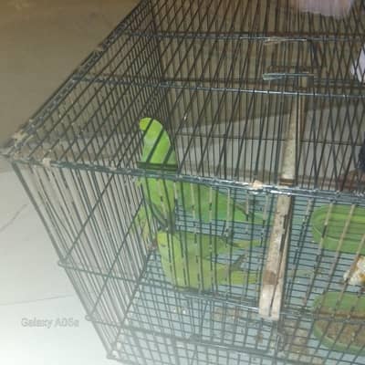 ring neck  ring neck parrot pair for sale whatsapp number 0322-0449926