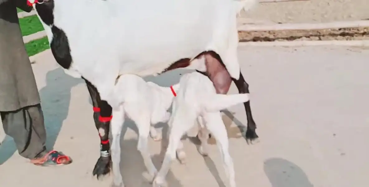 2 bacchon wali bakri for sale call me_03230718297 — photo 3