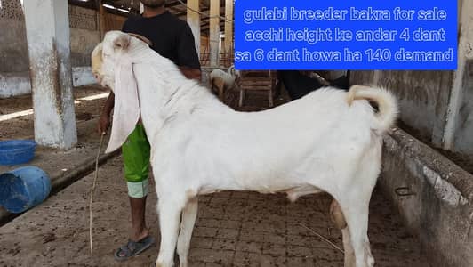 gulabi bakra jumbo size