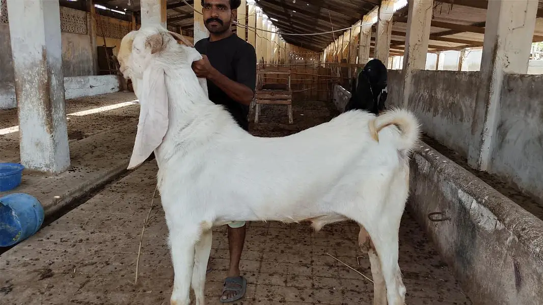 gulabi bakra jumbo size — photo 2