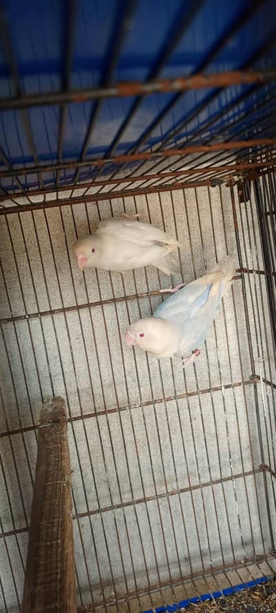 blue oapline pale fallow