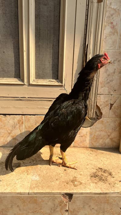 black mushki female healthy and active