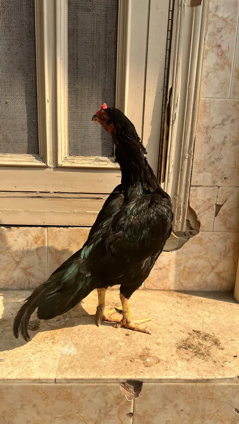black mushki female healthy and active — photo 2