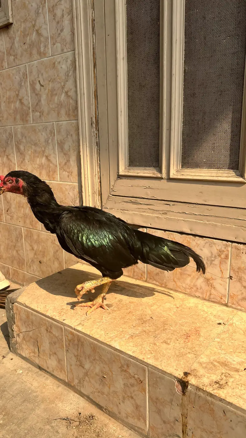 black mushki female healthy and active — photo 3