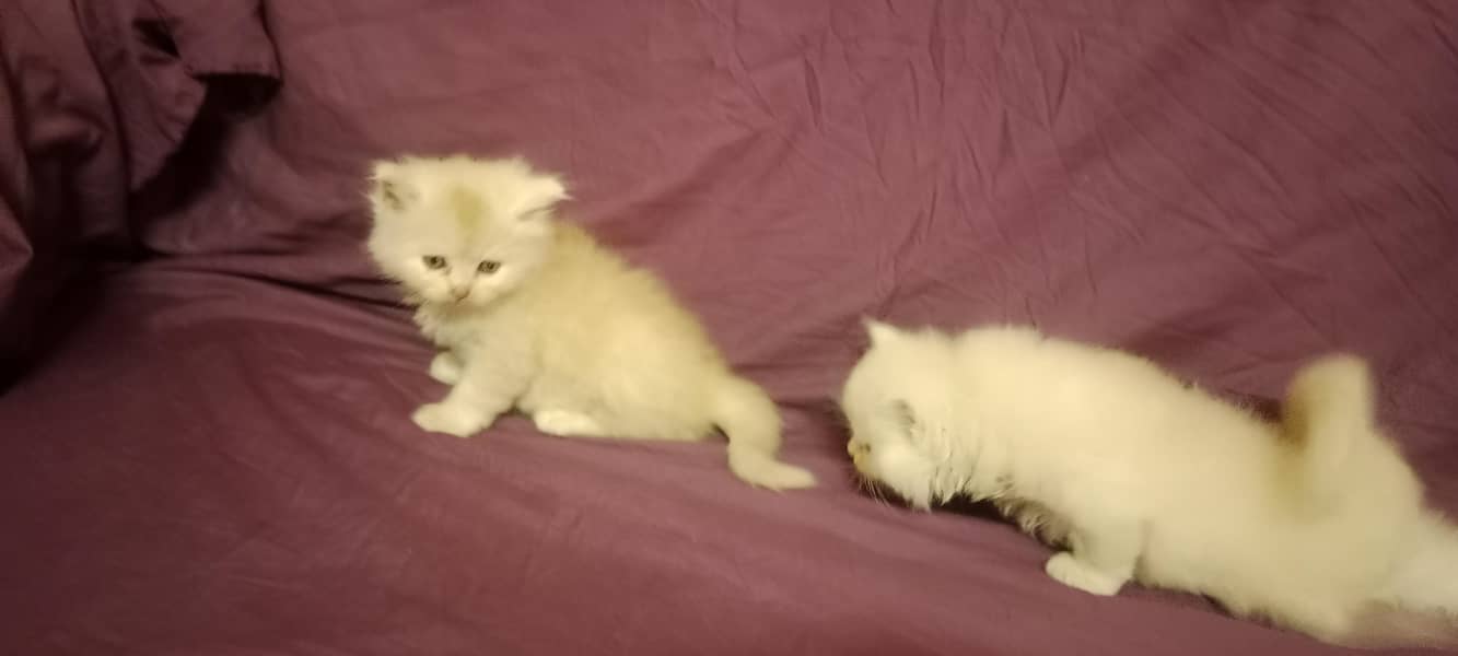GOOD QUALITY KITTENS 0
