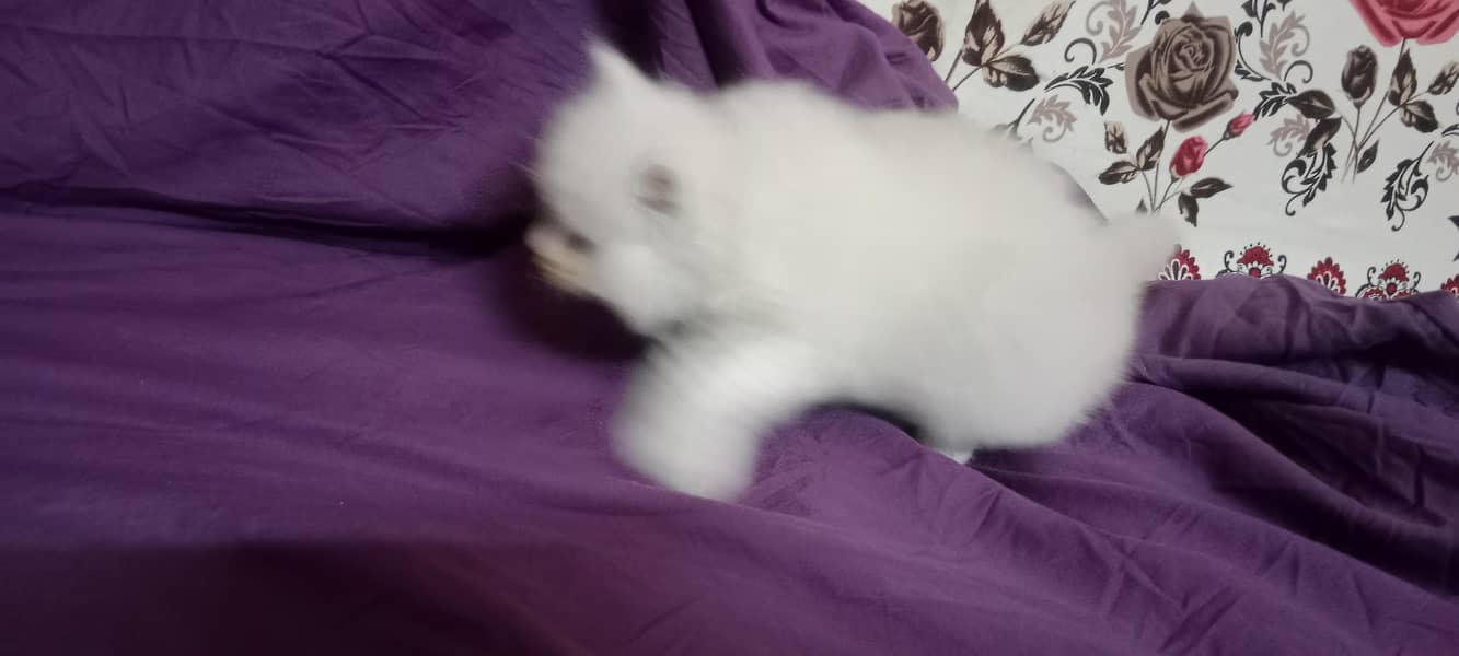 GOOD QUALITY KITTENS 1