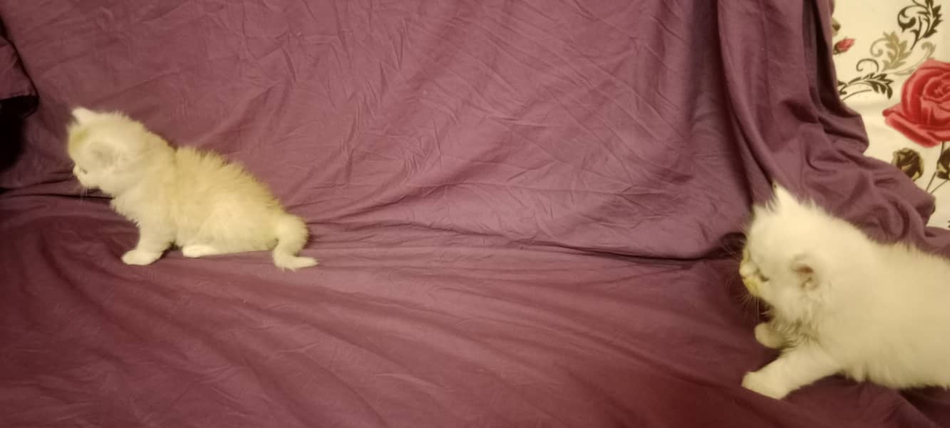 GOOD QUALITY KITTENS 2