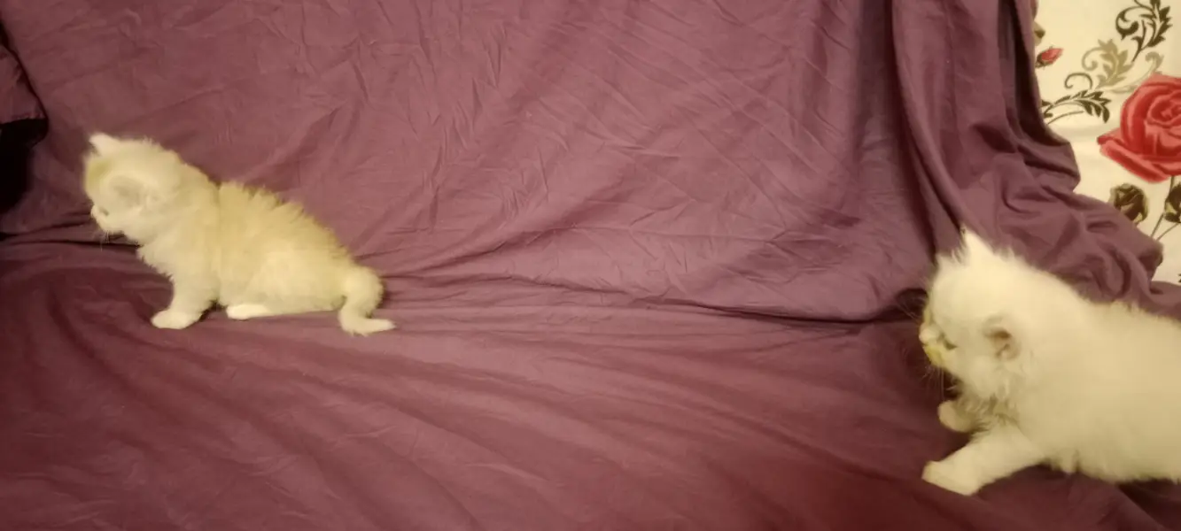 GOOD QUALITY KITTENS — photo 3