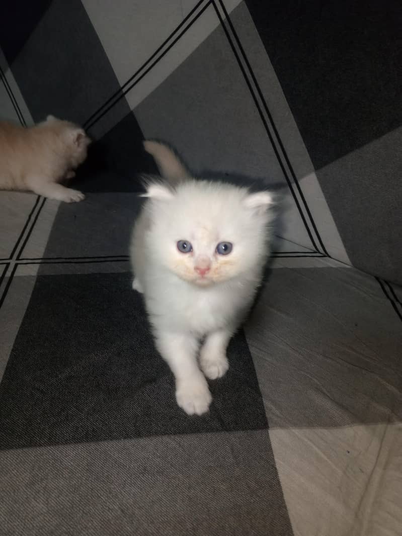 GOOD QUALITY KITTENS 3