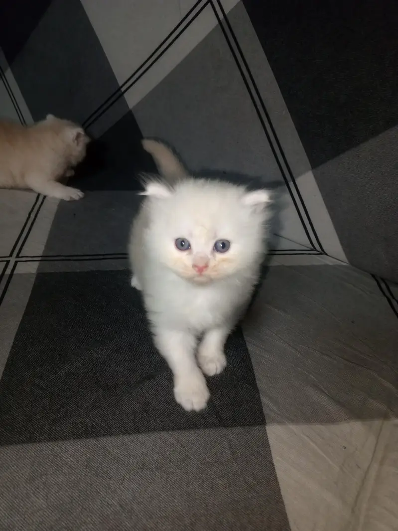 GOOD QUALITY KITTENS — photo 4