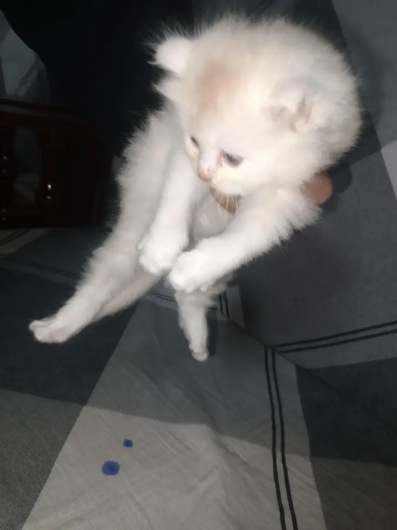 GOOD QUALITY KITTENS — photo 5