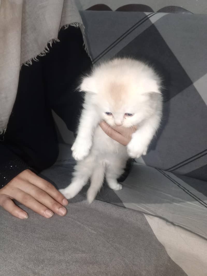 GOOD QUALITY KITTENS 5