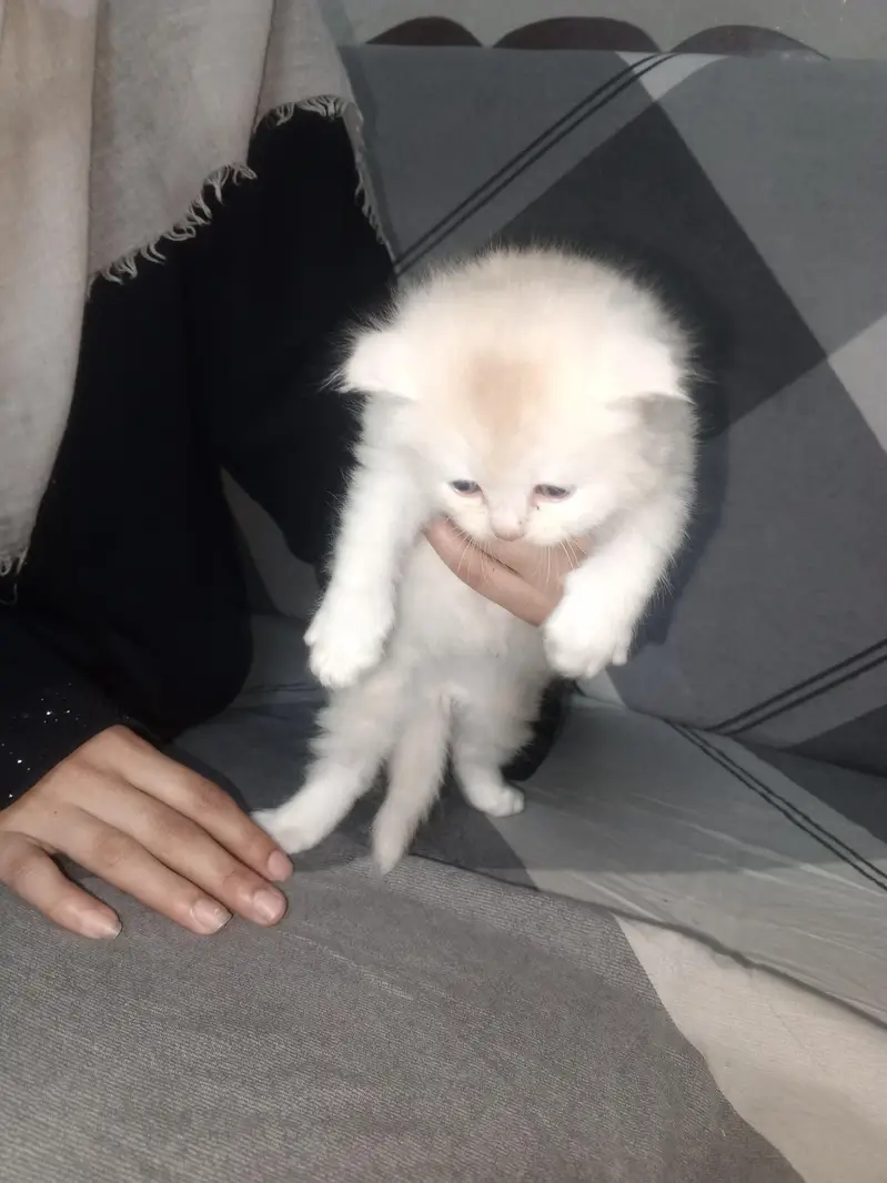 GOOD QUALITY KITTENS — photo 6