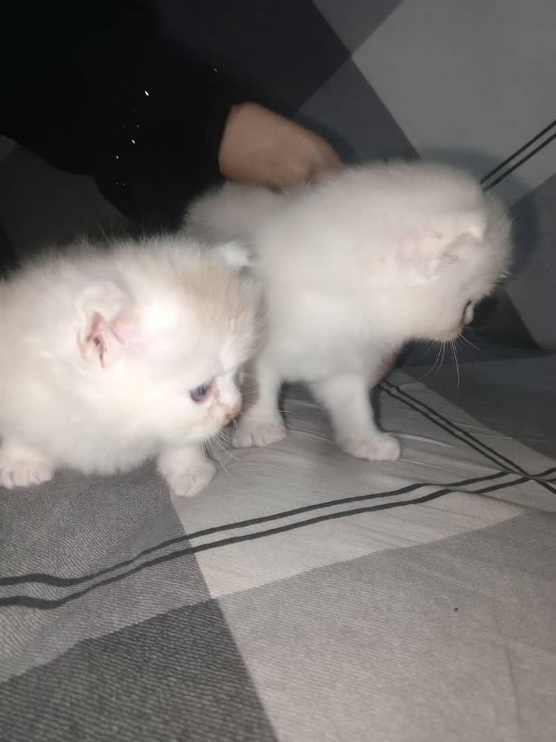 GOOD QUALITY KITTENS 6