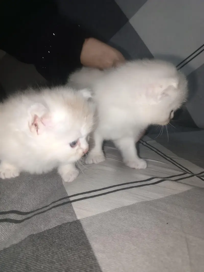 GOOD QUALITY KITTENS — photo 7